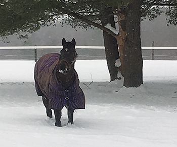 Saved from the kill pen