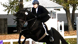 New Start Alumni Prince Felix at the Thoroughbred Makeover New Start Alumni Prince Felix at the Thoroughbred Makeover
